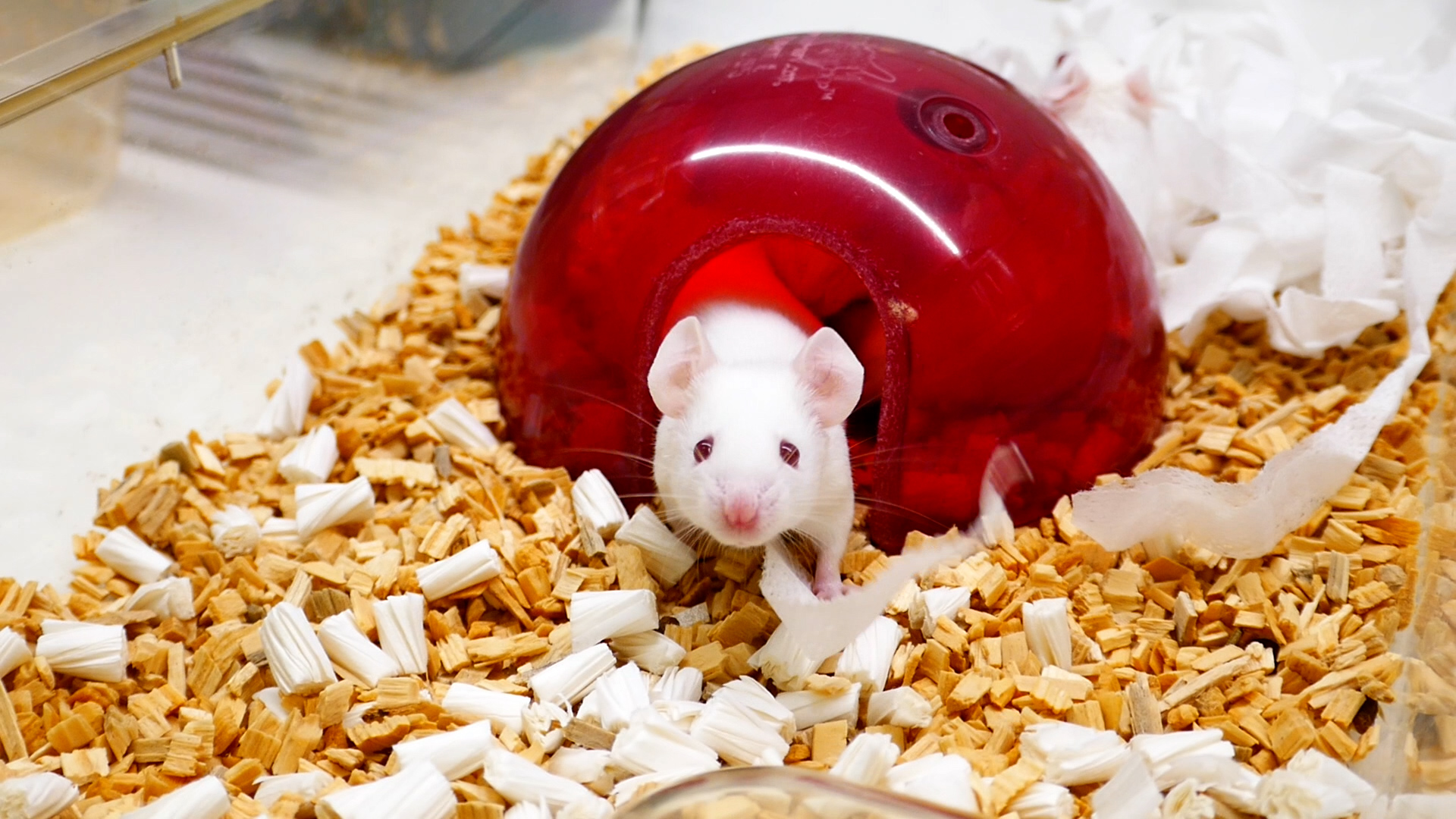 White mouse in red igloo