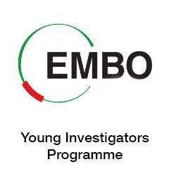 EMBO Young Investigators Programme