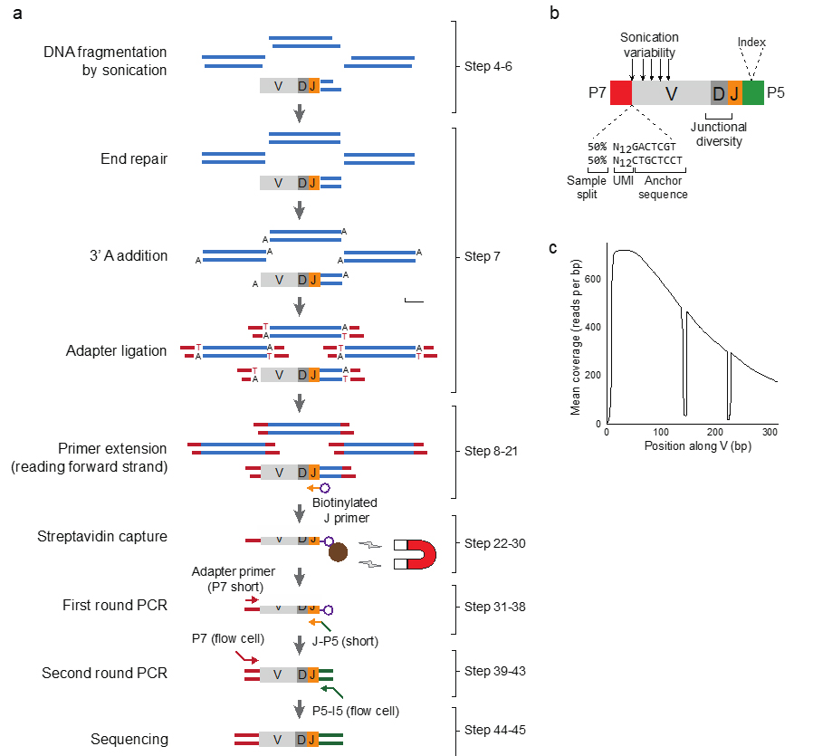 VDJ-SEQ: high throughput DNA-based unbiased quantification of antigen receptor repertoires 