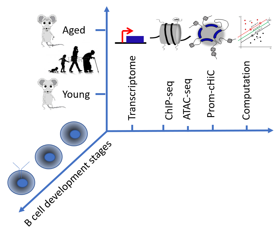 Genome-wide age-associated chromatin changes in mouse B cell progenitors