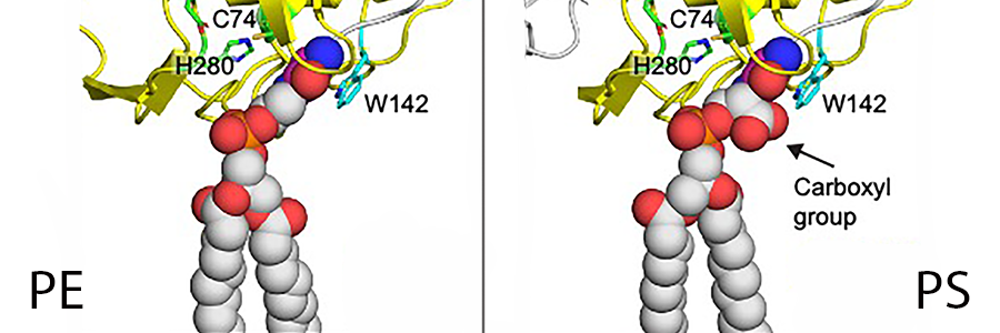 Developing our understanding of the fundamentals of autophagy