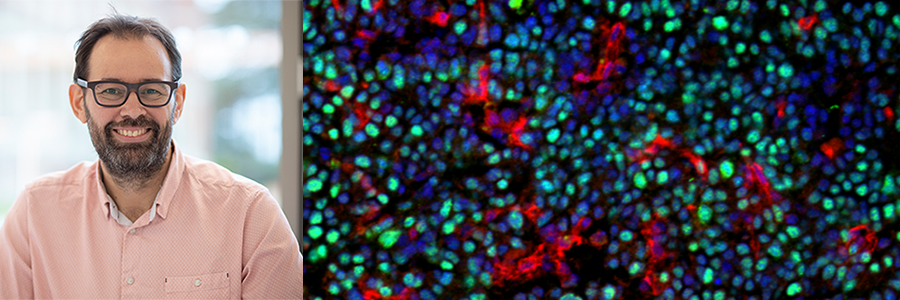 Meet Adrian Liston, international immunologist