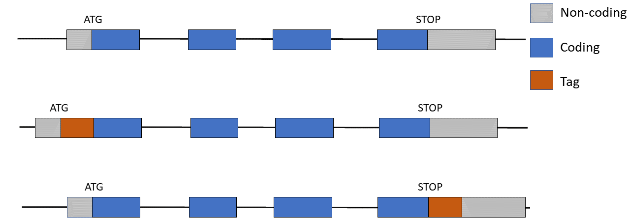 The first decision is what side of the gene you want to tag (start or stop codon)