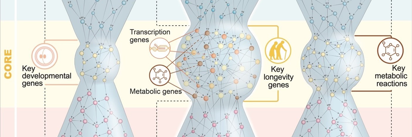 A worm wide web: scientists create network of age-related genes