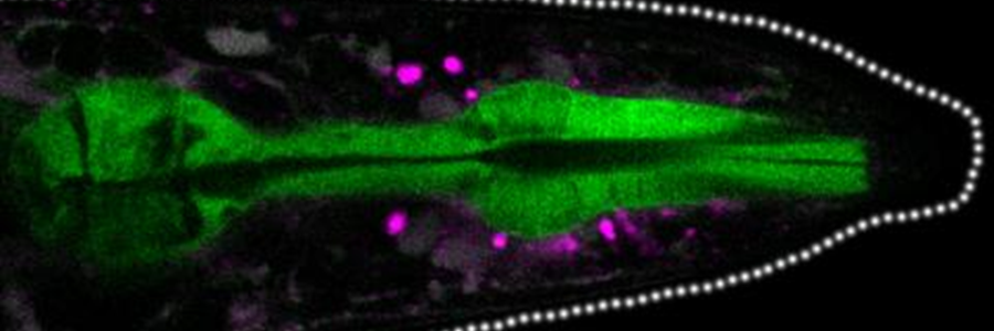 Dr Della David appointed new group leader in the Signalling research programme