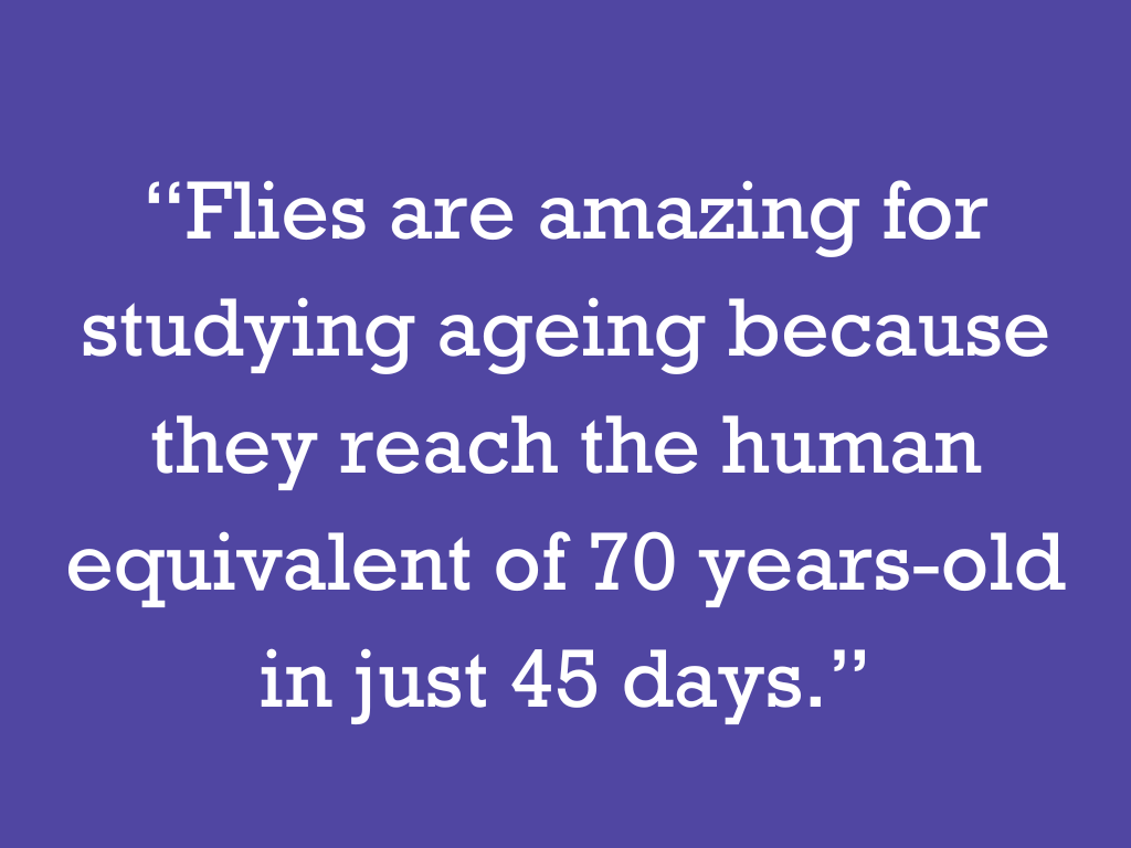 “Flies are amazing for studying ageing because they reach the human equivalent of 70 years-old in just 45 days.”