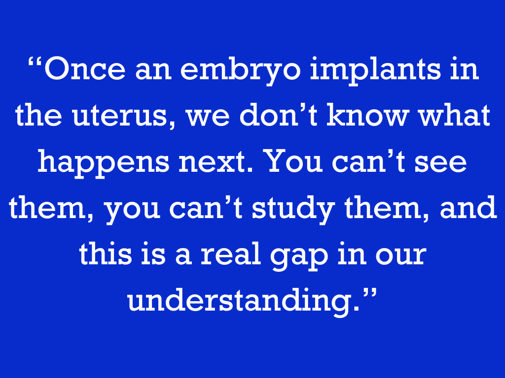 “Once an embryo implants in the uterus, we don’t know what happens next. You can’t see them, you can’t study them, and this is a real gap in our understanding.”