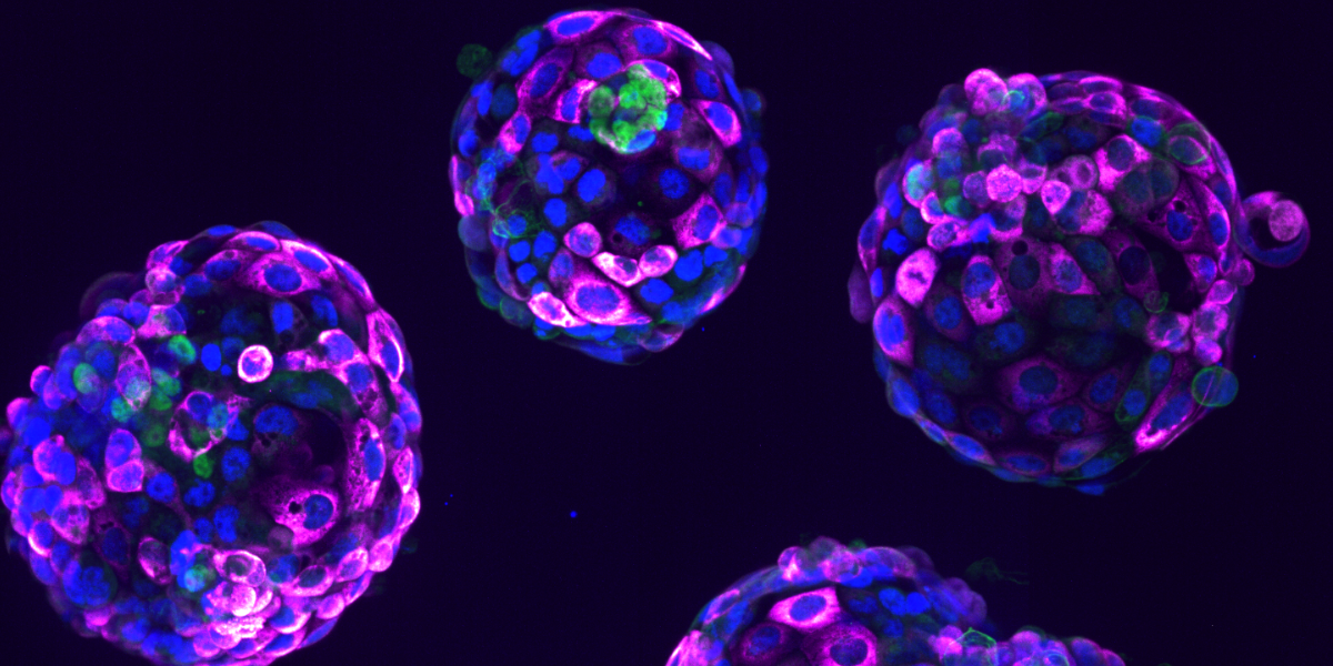 Pioneering Code of Practice released for use of stem cell-based embryo models in research