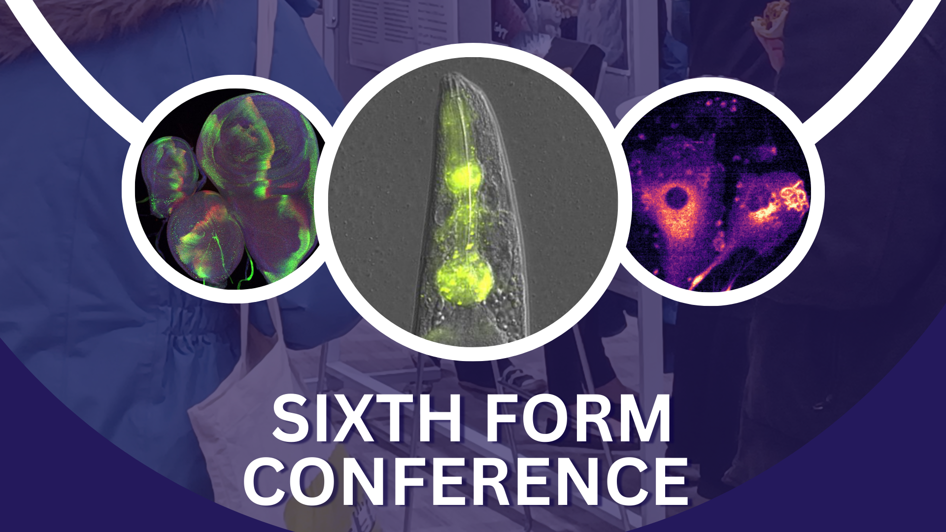 From proteins to posters: Sixth Formers explore proteostasis