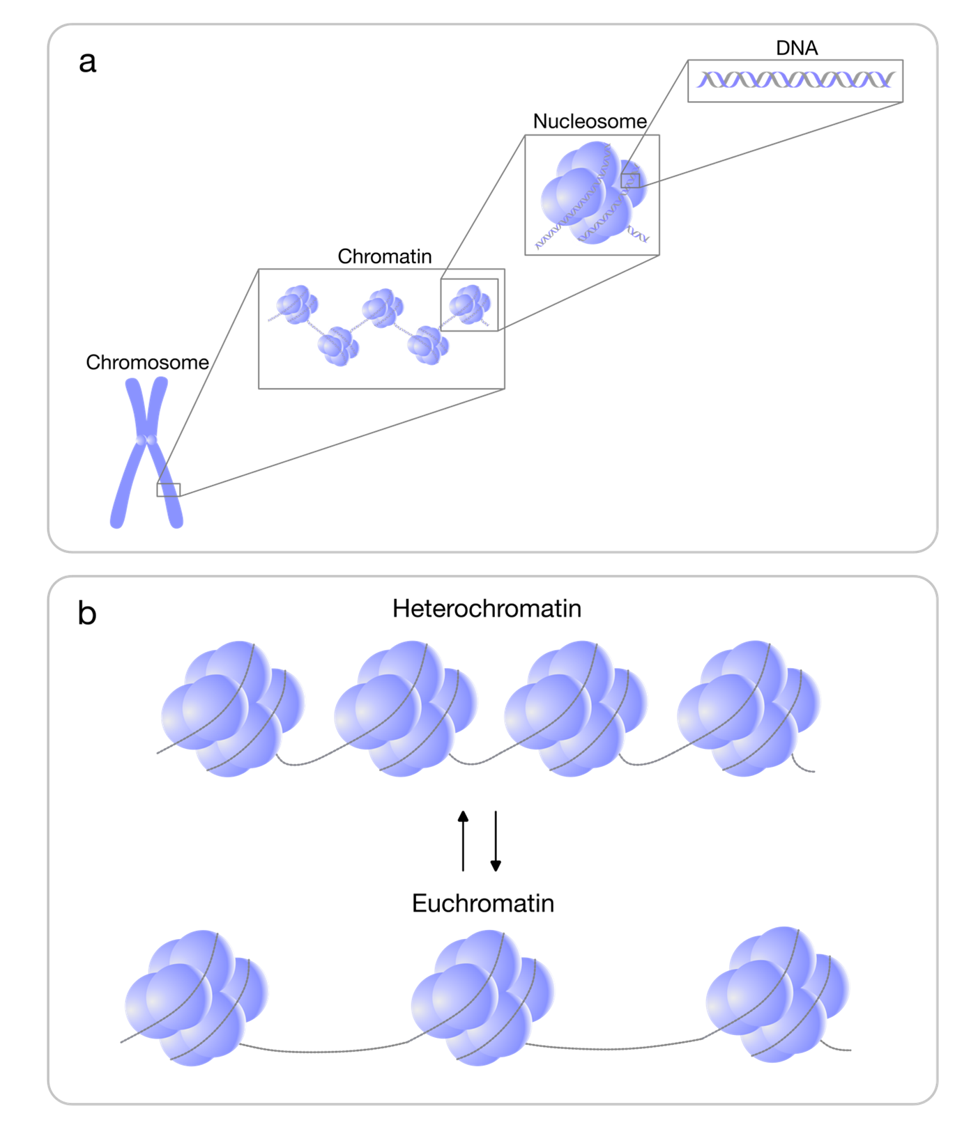 A diagram of histones