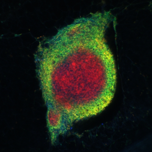 Babraham Institute Image of the Month – May 2014