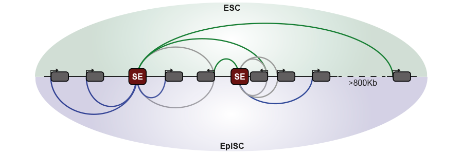 Making new contacts: Super-enhancers in changing cells