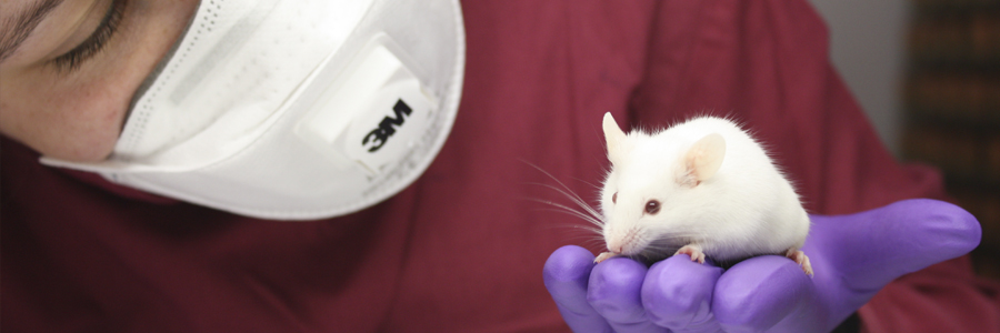 Workshop: The Ethics of using Animals in Research