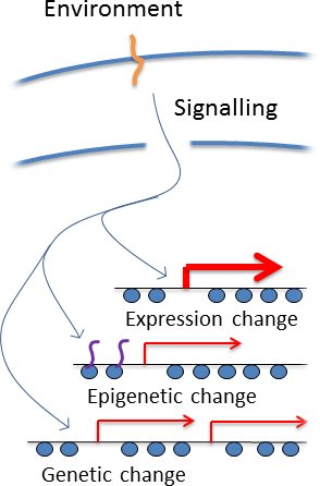 Genome change figure