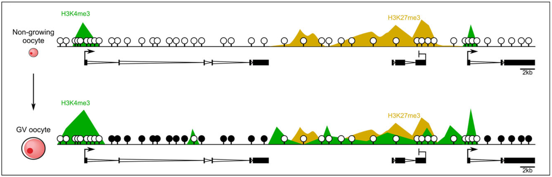 Distinctive epigenetic landscape in mouse oocytes