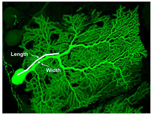 P-Rex2 controls the shape and function of Purkinje neurons