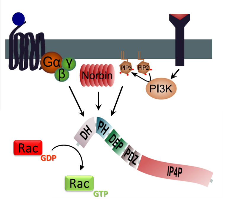 P-Rex regulation