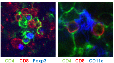 Leukaemia drug found to stimulate immunity against many cancer types