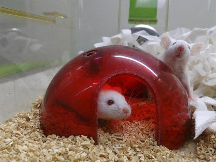 Mouse in enriched cage