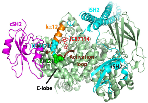 Scientists discover genetic disease which causes recurrent respiratory infections