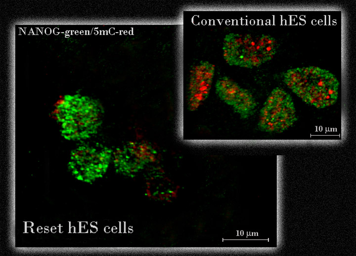 Wiping the slate clean: erasing cellular memory and resetting human stem cells