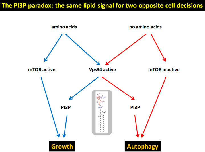 PI3 paradox