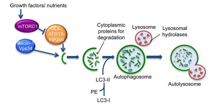 The process of autophagy