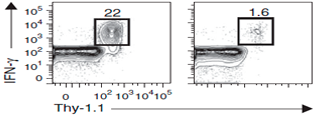 Babraham scientists discover how a minute molecule mediates immunological memory