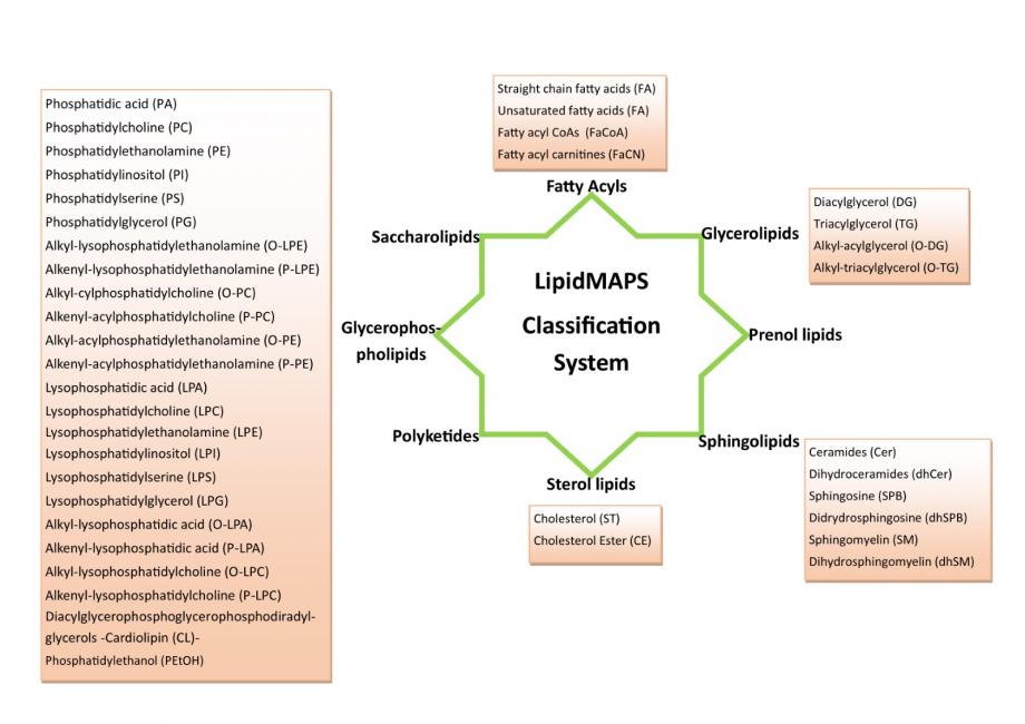 LipidMaps Classification System