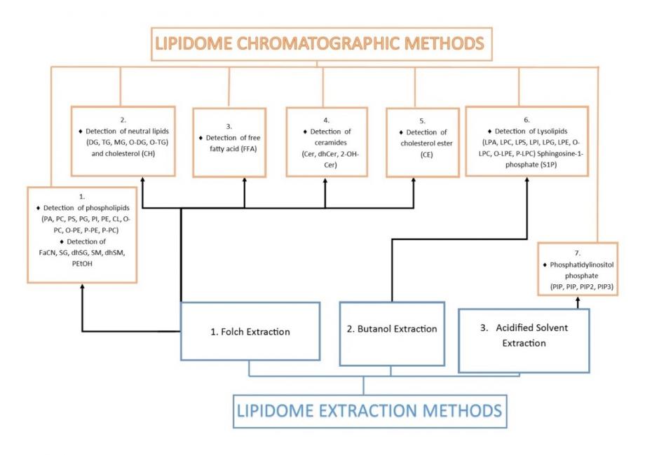 Lipidomics techniques pathway