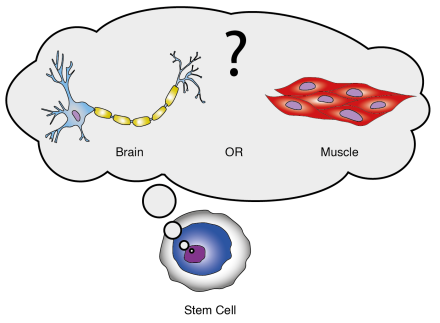 Artistic representation of stem cell deciding its fate